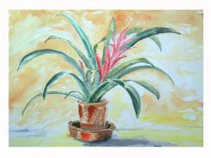 Best Boat trips Antigua, Private yacht Charter Jolly Harbour